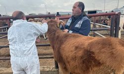 Van’da canlı hayvan pazarı denetlendi