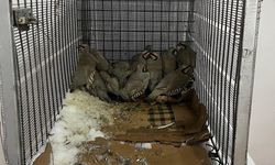 Van’da keklik avına 75 bin 303 TL idari para cezası