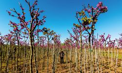 Van’da 18 TL’ye sertifikalı fidan dağıtımı yapılacak