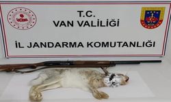 Van’da yaban tavşan avlayan şahsa büyük ceza
