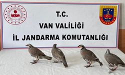 Van’da yasa dışı keklik taşımacılığına büyük ceza