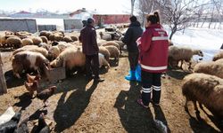 Van’da 259 bin 793 küçükbaş hayvan dağıtıldı