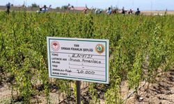 Van’da çiftçilere büyük destek: 650 bin meyve fidanı dağıtılacak