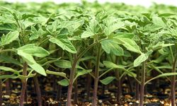 Van’da çiftçilere domates fidesi desteği!