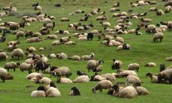 Van’da yayla ve meraların otlatma düzeni belirlendi