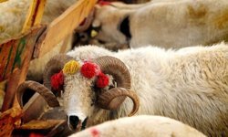 2026 yılı kurban kurban kesim bedelleri belli oldu: Son gün 27 Mayıs