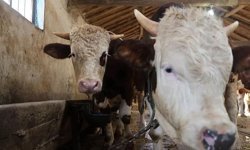 Bakanlıktan vatandaşlara kurbanlık uyarısı!