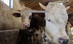 Bakanlıktan vatandaşlara kurbanlık uyarısı!