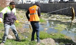 Van'daki derelerde İnci Kefali Balığı göçü hazırlığı