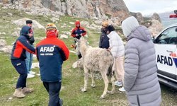 Van AFAD'tan eşek kurtarma operasyonu