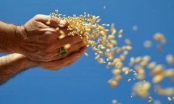 Küresel gıda alarmı! Risk büyüyor