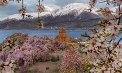 Van Akdamar Badem Çiçeği Festivali iptal oldu!