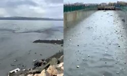 Van Gölü tehdit altında