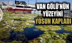 Van Gölü’nün yüzeyini yosun kapladı