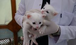Van kedilerinin yeni kuşağı doğdu!