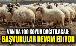 Van’da 100 koyun dağıtılacak: Başvurular devam ediyor