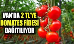 Van’da 2 TL’ye domates fidesi dağıtılıyor