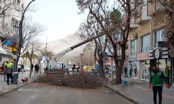 Van’da ağaç budama çalışmaları devam ediyor