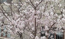 Van’da meyve ağaçları çiçek açtı