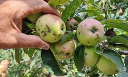 Van’da üreticilere karaleke ve cep hastalığı uyarısı