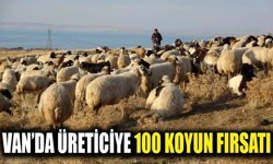 Van’da üreticiye 100 koyun fırsatı