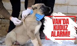 Van’ın bu mahallesinde kuduz alarmı!