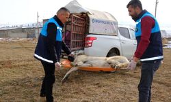 İpekyolu’nda binlerce hayvana kısırlaştırma ve tedavi hizmeti