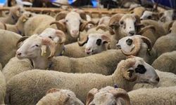 Tuşba’da kurban satış ve kesim yerleri açıklandı