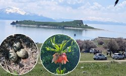 Van Gölü’nün incisi Çarpanak Adası’nda ekolojik ve kültürel yıkım alarmı
