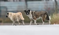 Van’da başıboş köpek sorununa yeni adım: Tek tuşla ihbar dönemi
