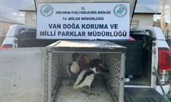 Van’da kaçak avcılığa geçit yok: Koruma altındaki kuşlar kurtarıldı