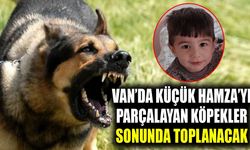 Van’da küçük Hamza’yı parçalayan köpekler sonunda toplanacak