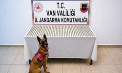 Van'da midesinde esrar taşıyan 8 kişi yakalandı!