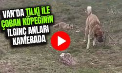 Van’da tilki ile çoban köpeğinin kapışması kamerada