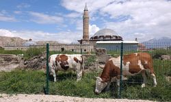 Vangölü Aktivistleri Derneği’nden Eski Van Şehri için koruma çağrısı