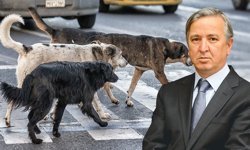 Yeni Şafak yazarından Van Valisi ve belediye başkanlarına çağrı