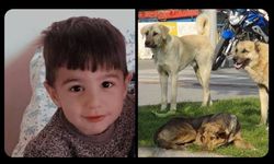 Van Saray Belediye Başkanı Acar'a köpek saldırısı soruşturması