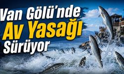 İnci Kefali için Van Gölü’nde av yasağı sürüyor
