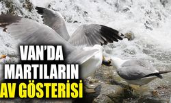 Martıların Van Balığı mesaisi Balık Bendinde görsel şölene dönüştü