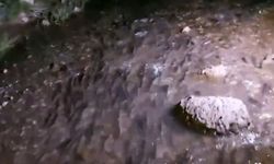 Van Balığı’nın tarihi göçü bu yıl daha uzun sürüyor