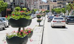 Van’da caddeler sardunyalarla süsledi