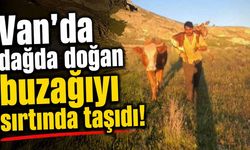 Van’da dağda doğan buzağıyı sırtında taşıdı!