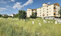 Van’da mezarlar otlar arasında kayboldu