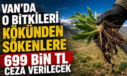 Van’da o bitkileri kökünden sökenlere 699 bin TL ceza verilecek