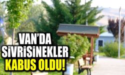 Van’da sivrisinekler kabus oldu!