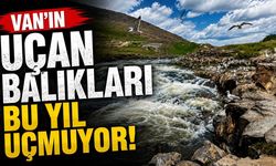 Van’ın uçan balıkları bu yıl uçmuyor!