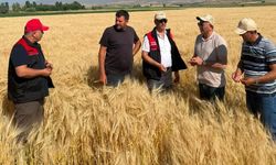 Van'da sertifikalı tohum ekili alanlarda yerinde denetim