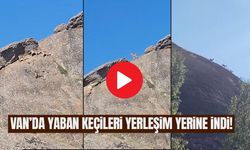 Van’da yaban keçileri yerleşim yerine indi!