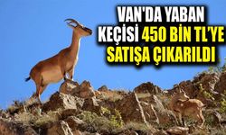 Van'da yaban keçisi 450 bin TL’ye satışa çıkarıldı