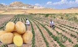 Van’da yerli patates dönemi başladı